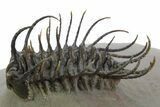 Spiny Koneprusia Trilobite - Foum Zguid, Morocco #353077-2